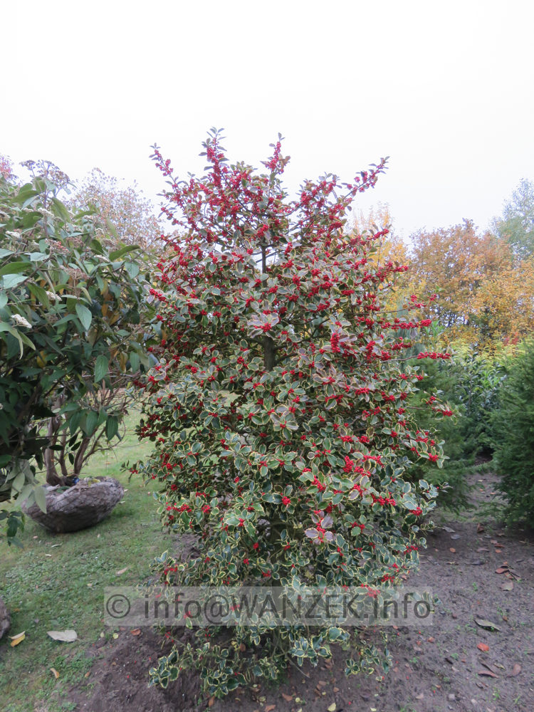 Ilex aquifolium Rubicaulis Aurea mit Beeren.JPG
